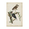 Trademark Fine Art John James Audubon 'Night Heron' Canvas Art, 16x24 WAG04049-C1624GG